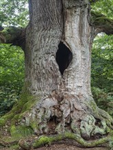 Old oak tree in protected nature reserve jungle Sababurg, Weserbergland, Germany, Europe