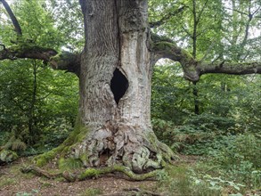 Old oak tree in protected nature reserve jungle Sababurg, Weserbergland, Germany, Europe