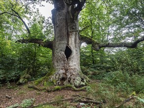 Old oak tree in protected nature reserve jungle Sababurg, Weserbergland, Germany, Europe