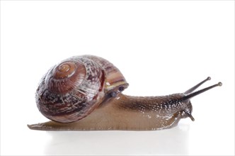 Snail close-up, macro. Isolated on white background