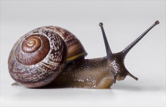 The snail close-up, macro. On gray background