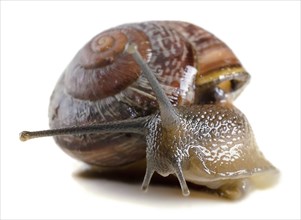 Snail close-up, macro. Isolated on white background