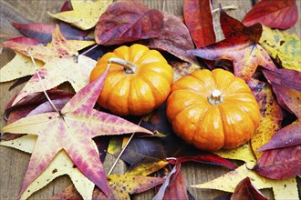 Halloween pumkin on colorful autumn leaves