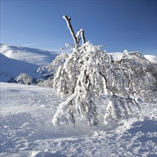 Winter mountain landscape with fir trees on the hill. Carpathian Mountains, Ukraine, Europe