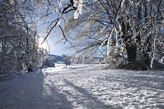 Winter mountain landscape with fir trees on the hill. Carpathian Mountains, Ukraine, Europe