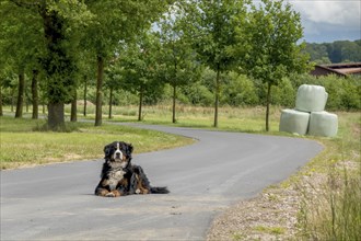 Bernese cattle dog lying alone on a road, Münsterland, North Rhine-Westphalia, Germany, Europe