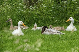 Ducks resting on a green meadow, North Rhine-Westphalia, Germany, Europe