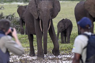 Tourists and african forest elephants (Loxodonta cyclotis) on a foot safari, Loango National Park,