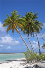 Coconut palm (Cocos nucifera), Tikehau, Atoll, Tuamotu Archipelago, Tuherahera, Rangiroa, French