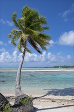 Coconut palm (Cocos nucifera), behind it a sandbank and a motu, Tikehau, atoll, Tuamotu