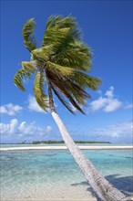 Coconut palm (Cocos nucifera), behind it a sandbank and a motu, Tikehau, atoll, Tuamotu