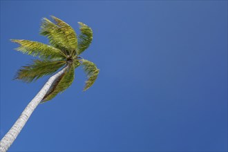 Coconut palm (Cocos nucifera), copyspace, Tikehau, Atoll, Tuamotu Archipelago, Tuherahera,