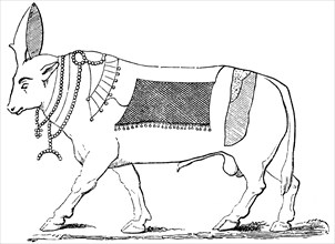 Apis the sacred bull of Memphis, earthly embodiment of the god Ptah, Egyptian mythology, historical