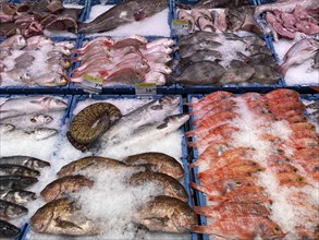 Display in a fish counter in a supermarket, fresh fish, fresh fish, gurnard, perch, bream, food,