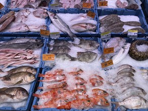 Display in a fish counter in a supermarket, fresh fish, fresh fish, gurnard, perch, bream, moray