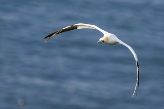 Northern Gannet, Morus bassanus, bird in flight over sea, Bempton Cliffs, North Yorkshire, England,