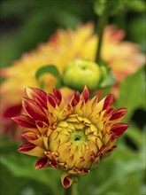 Yellow-red chrysanthemums in close-up with green background, Legden, münsterland, westphalia,