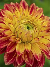 Close-up of a yellow chrysanthemum with red edges on the petals, Legden, münsterland, westphalia,