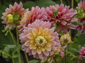 Several pink chrysanthemums and buds amidst green foliage, Legden, münsterland, westphalia, germany