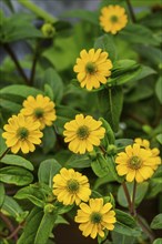 Yellow zinnias (Zinnia), Allgäu, Swabia, Bavaria, Germany, Europe