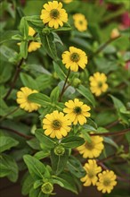 Yellow zinnias (Zinnia), Allgäu, Swabia, Bavaria, Germany, Europe