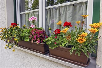 Window sill with floral decoration, Allgäu, Swabia, Bavaria, Germany, Europe