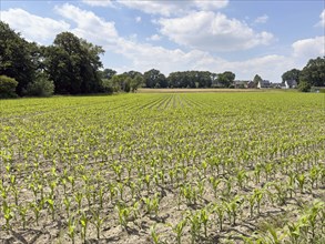 Field with plants of young corn (Zea mays) young maize plants growing on maize field, visible