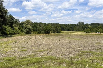 Stubble field, harvested field Field harvested, North Rhine-Westphalia, Germany, Europe