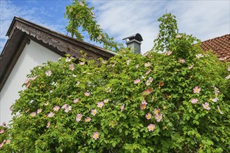 Large shrub with dog roses (Rosa canina), Allgäu, Swabia, Bavaria, Germany, Europe