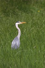 Grey heron (Ardea cinerea) standing in a meadow, Wedeler Elbmarsch, Wedel, Schleswig-Holstein,