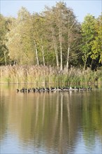 Biodiversity Haff Reimech, wetland and nature reserve in Luxembourg, pond surrounded by reed and