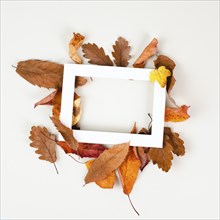 Autumn season background, frame with colorful foliage, brown, red and yellow leaves, greeting card