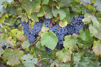 Blue ripe grapes growing on the vineyard, Moselle valley in autumn