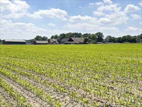 Field with plants of young corn (Zea mays) young maize plants growing on maize field, visible