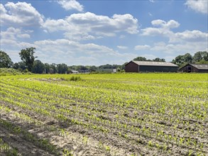 Field with plants of young corn (Zea mays) young maize plants growing on maize field, visible