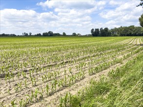 Field with plants of young corn (Zea mays) young maize plants growing on maize field, visible