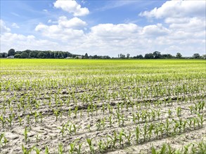 Field with plants of young corn (Zea mays) young maize plants growing on maize field, visible