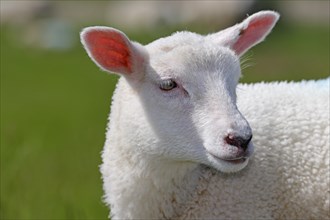 Domestic sheep (Ovis gmelini aries), lamb, portrait, baby animal, Wedeler Elbmarsch, Wedel,