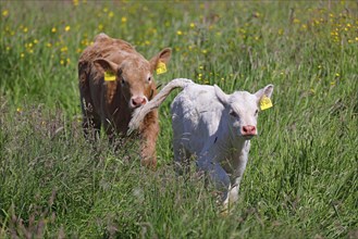 Charolais Cattle (Bos primigenius taurus), calves with ear tags running through high meadow, baby