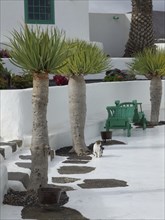 White architecture with palm trees and a sitting cat on a cobbled path, arrecife, Lanzarote, Canary