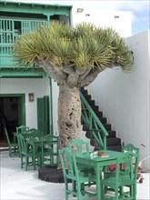 Larger tree on a terrace with green chairs and tables in front of a building in Lanzarote,