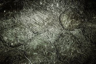 Wooden surface covered with numerous dry pine needles in a dark, rustic atmosphere, background