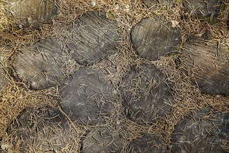 Close-up of a ground covered with large stones and pine needles, background image