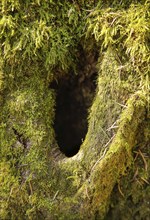 Close-up of a tree bark covered in vibrant green moss with a dark hole in the center, background