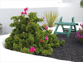 Garden with green plants and pink flowers, next to a small, green painted wooden chair, arrecife,