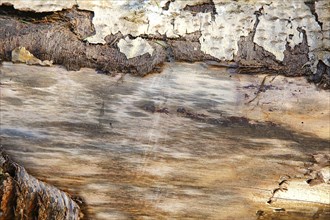 Close-up view of tree bark showing intricate natural patterns and earthy tones with partially