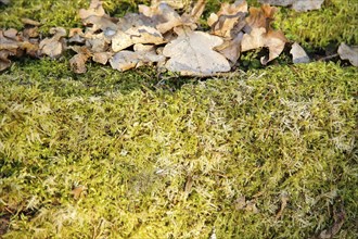 Green moss and brown fallen leaves cover the forest floor, creating an earthy and natural autumn