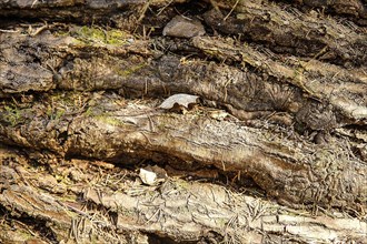 Close-up view of rough tree bark texture with hints of moss, creating an earthy and natural