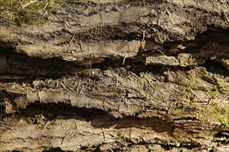 Close-up of tree bark showing a rough, textured, and detailed surface with patches of moss,