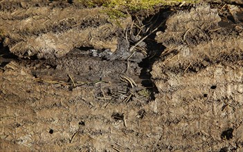 Close-up of rough tree bark with textured, natural surface in an outdoor forest environment,
